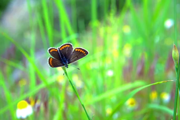 Butterflies Moths Summer Insects Grass — Stock Photo, Image