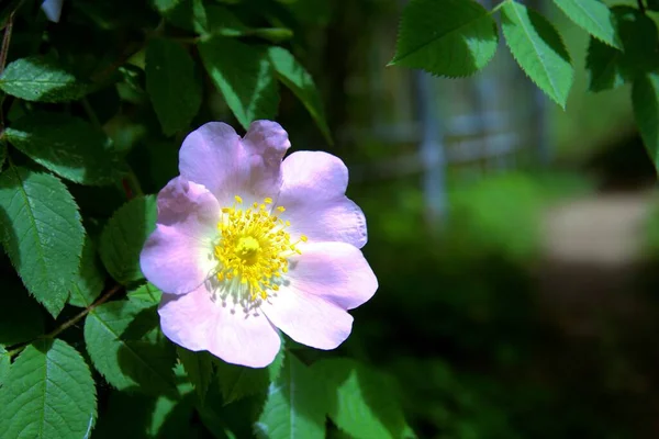 Rosa Mosqueta Salvaje Rosa Hermosa Flor — Foto de Stock