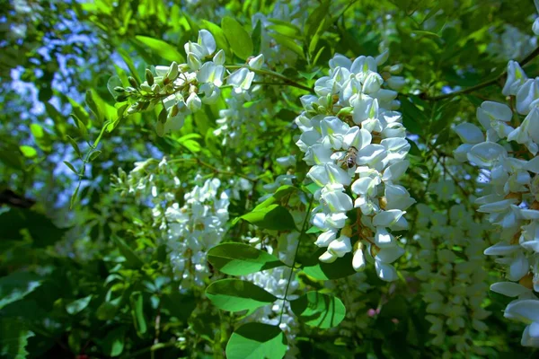 Flores Brejo Verão Adiantado — Fotografia de Stock