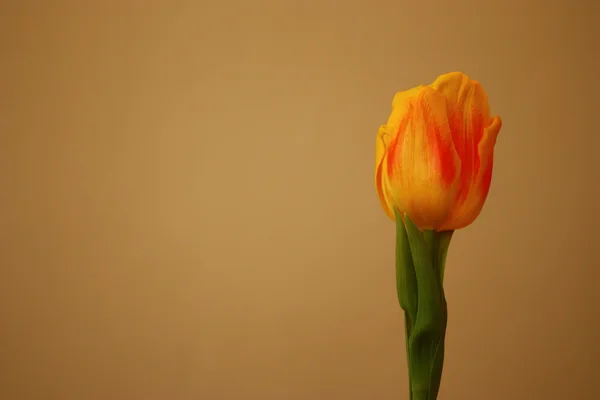 Isolated yellow tulip, Tulipa, Liliaceae. — Stock Photo, Image