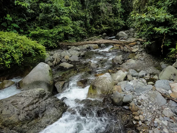 Forêt pluviale de Lupa Masa à Bornéo — Photo