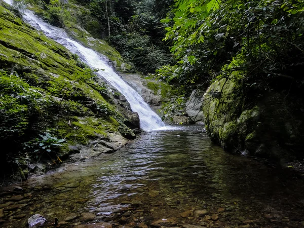 Forêt pluviale de Lupa Masa à Bornéo — Photo