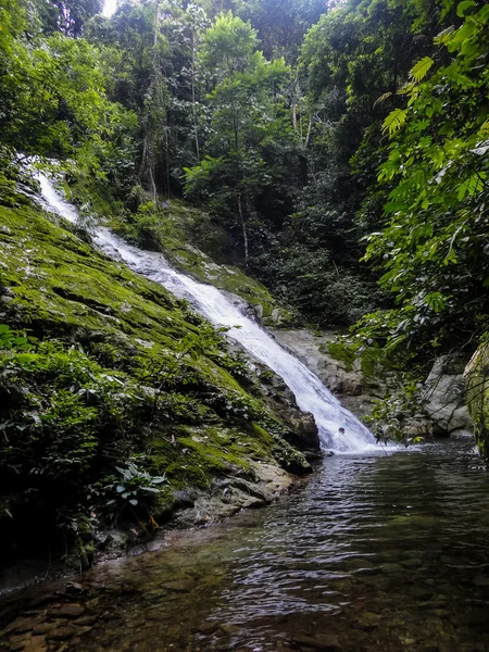 Forêt pluviale de Lupa Masa à Bornéo — Photo