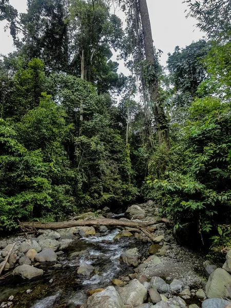 Lupa Masa regnskogen på Borneo — Stockfoto