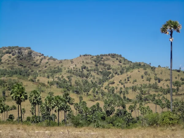 Komodo, Indonesien - Stock-foto