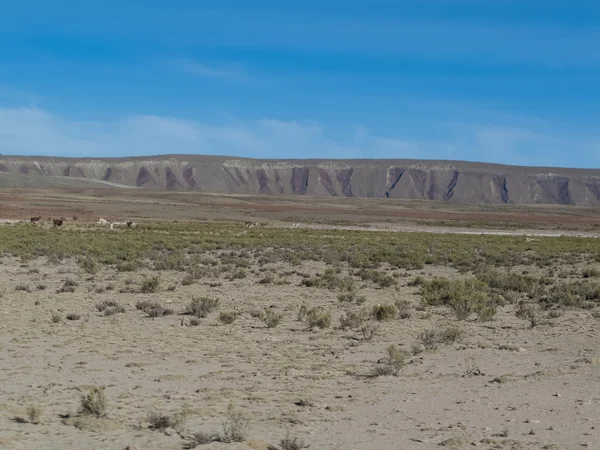 Altiplano in Bolivia — Stock Photo, Image