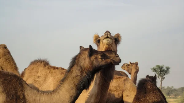 Kamele bei bikaner, Indien — Stockfoto