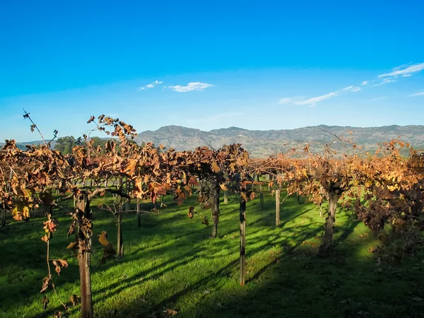 Vinhas em Nappa Valley, Califórnia — Fotografia de Stock