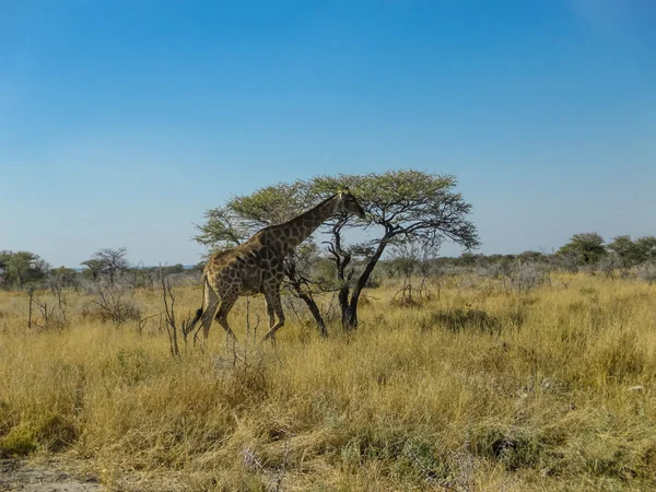 Girafa — Fotografia de Stock