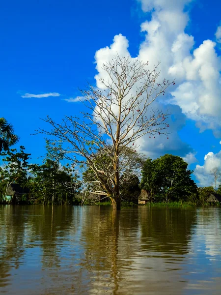 Sungai Amazon — Stok Foto