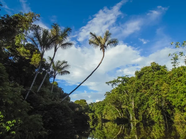 Басейні річки Амазонки — стокове фото