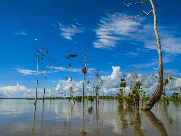 Sungai Amazon — Stok Foto