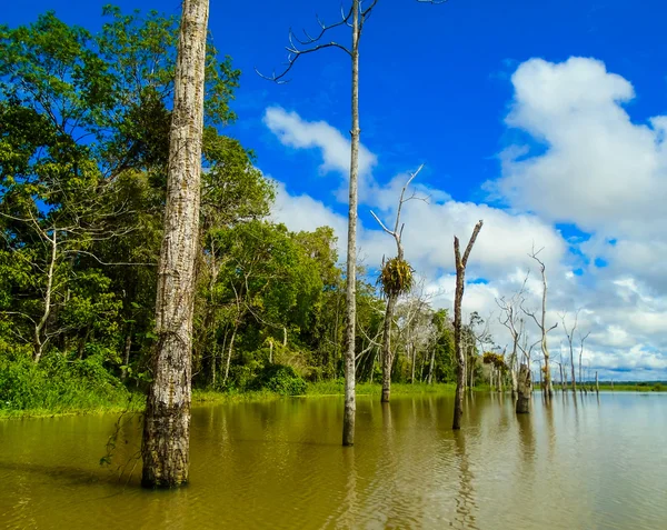 亚马逊河 — 图库照片