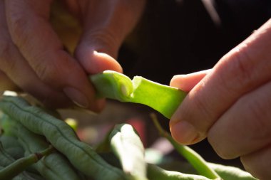 Taze organik yeşil fasulyeler. Yeşil fasulye soymak.