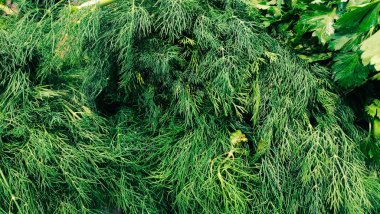 Dill bitkisi. Taze organik dereotunun yüksek açılı görüntüsü