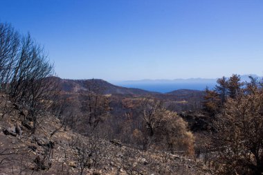 Büyük bir orman yangınından sonra ölü ağaçlar ve ölü ormanlar. Doğal afet orman yangını. Yanmış ağaçlar ve yanmış dağlar. Yanmış ağaçlar. Vahşi yangınlardan sonra orman manzarası.