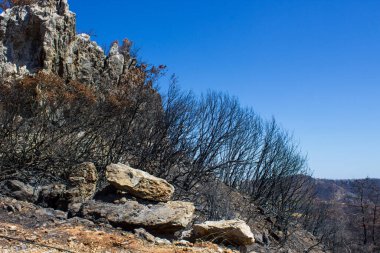 Büyük bir orman yangınından sonra ölü ağaçlar ve ölü ormanlar. Doğal afet orman yangını. Yanmış ağaçlar ve yanmış dağlar. Yanmış ağaçlar. Vahşi yangınlardan sonra orman manzarası.