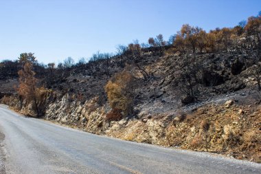 Büyük bir orman yangınından sonra ölü ağaçlar ve ölü ormanlar. Doğal afet orman yangını. Yanmış ağaçlar ve yanmış dağlar. Yanmış ağaçlar. Vahşi yangınlardan sonra orman manzarası.