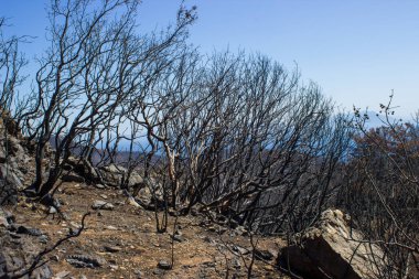 Büyük bir orman yangınından sonra ölü ağaçlar ve ölü ormanlar. Doğal afet orman yangını. Yanmış ağaçlar ve yanmış dağlar. Yanmış ağaçlar. Vahşi yangınlardan sonra orman manzarası.