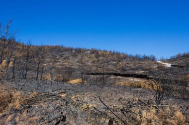 Büyük bir orman yangınından sonra ölü ağaçlar ve ölü ormanlar. Doğal afet orman yangını. Yanmış ağaçlar ve yanmış dağlar. Yanmış ağaçlar. Vahşi yangınlardan sonra orman manzarası.