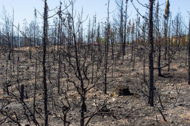Büyük bir orman yangınından sonra ölü ağaçlar ve ölü ormanlar. Doğal afet orman yangını. Yanmış ağaçlar ve yanmış dağlar. Yanmış ağaçlar. Vahşi yangınlardan sonra orman manzarası.