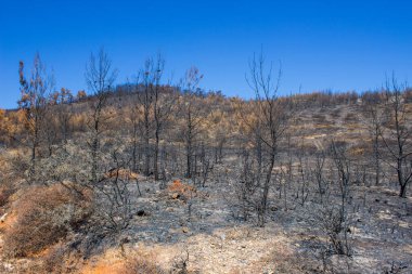 Büyük bir orman yangınından sonra ölü ağaçlar ve ölü ormanlar. Doğal afet orman yangını. Yanmış ağaçlar ve yanmış dağlar. Yanmış ağaçlar. Vahşi yangınlardan sonra orman manzarası.
