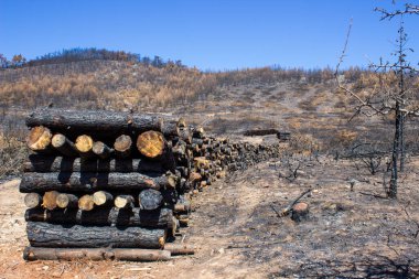 Büyük bir orman yangınından sonra ölü ağaçlar ve ölü ormanlar. Doğal afet orman yangını. Yanmış ağaçlar ve yanmış dağlar. Yanmış ağaçlar. Vahşi yangınlardan sonra orman manzarası.