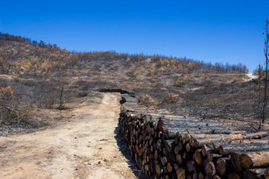 Büyük bir orman yangınından sonra ölü ağaçlar ve ölü ormanlar. Doğal afet orman yangını. Yanmış ağaçlar ve yanmış dağlar. Yanmış ağaçlar. Vahşi yangınlardan sonra orman manzarası.