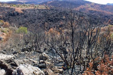 Büyük bir orman yangınından sonra ölü ağaçlar ve ölü ormanlar. Doğal afet orman yangını. Yanmış ağaçlar ve yanmış dağlar. Yanmış ağaçlar. Vahşi yangınlardan sonra orman manzarası.