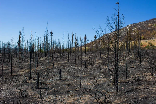 Мертвые Деревья Мертвый Лес После Массивного Лесного Пожара Пожар Лесу — стоковое фото