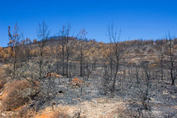 Büyük bir orman yangınından sonra ölü ağaçlar ve ölü ormanlar. Doğal afet orman yangını. Yanmış ağaçlar ve yanmış dağlar. Yanmış ağaçlar. Vahşi yangınlardan sonra orman manzarası.