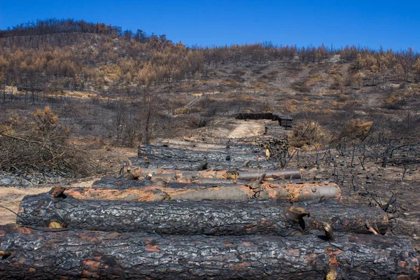 Büyük bir orman yangınından sonra ölü ağaçlar ve ölü ormanlar. Doğal afet orman yangını. Yanmış ağaçlar ve yanmış dağlar. Yanmış ağaçlar. Vahşi yangınlardan sonra orman manzarası.