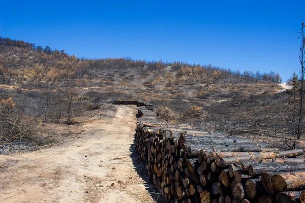 Büyük bir orman yangınından sonra ölü ağaçlar ve ölü ormanlar. Doğal afet orman yangını. Yanmış ağaçlar ve yanmış dağlar. Yanmış ağaçlar. Vahşi yangınlardan sonra orman manzarası.
