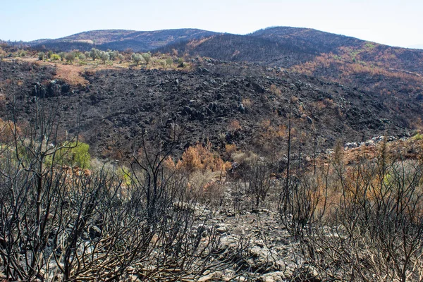 Dead Trees Dead Forest Massive Forest Fire Natural Disaster Forest — Stock Photo, Image