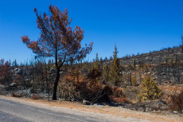 Мертвые Деревья Мертвый Лес После Массивного Лесного Пожара Пожар Лесу — стоковое фото