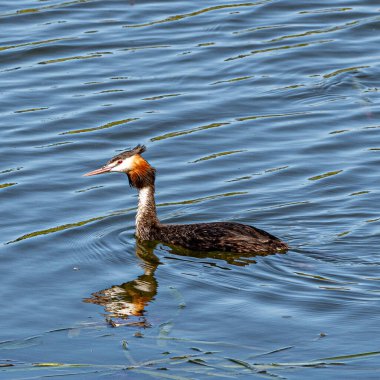 Walka Water Works Maitland 'daki Büyük Armalı Grebe.
