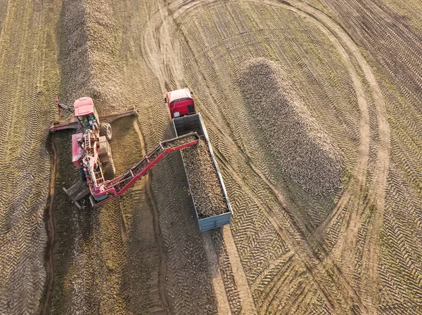 Drone view of a tractor that loads sugar beets into a truck in the middle of a field. Agricultural work. Sugar beet harvesting