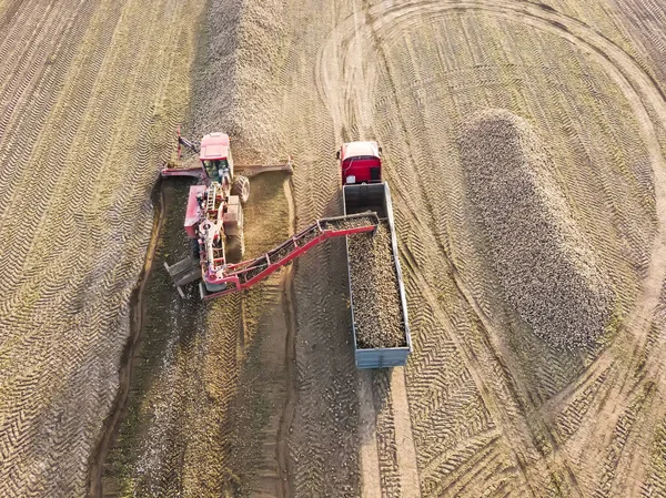 Tarlanın Ortasında Bir Kamyona Şeker Pancarı Yükleyen Bir Traktörün Drone — Stok fotoğraf