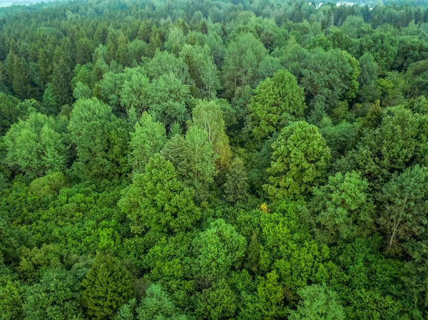 view from the bird\'s eye view of green deciduous forest. Background of green deciduous forest from the throne.