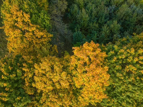 Drone Kilátás Színes Őszi Fák Erdőben Gyönyörű Őszi Erdő Tetejére — Stock Fotó