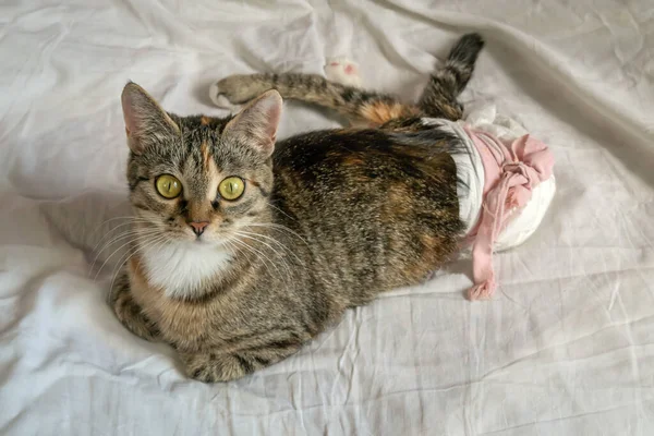 一只长着一双绿色大眼睛 穿着一次性尿布的漂亮的残疾猫躺在床上的一张白色床单上 后腿瘫痪的猫 — 图库照片