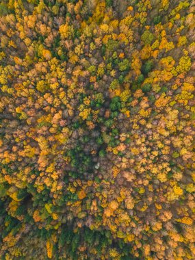 Ormanın sonbahar renkleri, insansız hava aracının fotoğrafları. Güzel bir sonbahar ormanı manzarası, muhteşem bir manzara. Dikey fotoğraf.