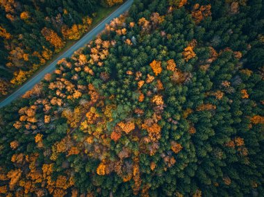 Güzel bir sonbahar ormanında boş bir yol, İHA 'dan çekilmiş bir fotoğraf. Güzel sonbahar ormanı manzarası, en güzel manzara..