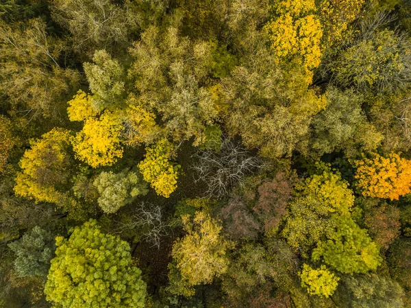 Légi Kilátás Fákra Őszi Erdőben Ősz Gyönyörű Színei Természetben — Stock Fotó
