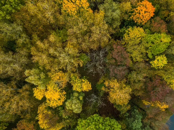 Légi Kilátás Fákra Őszi Erdőben Ősz Gyönyörű Színei Természetben — Stock Fotó
