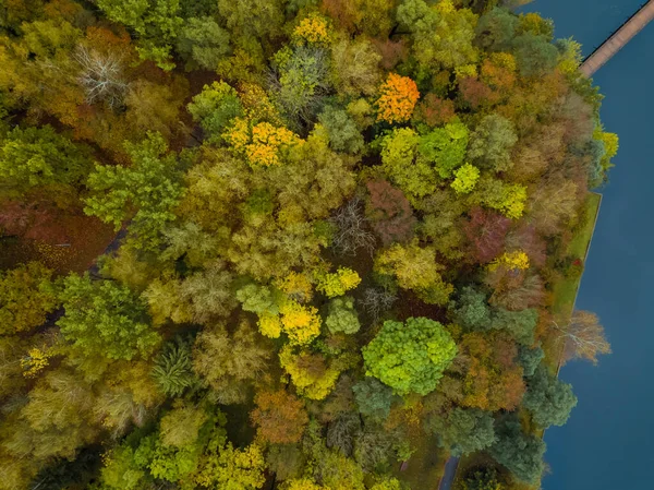 Die Bäume Herbstlichen Wald Mit Einem See Einer Holzbrücke Aus — Stockfoto