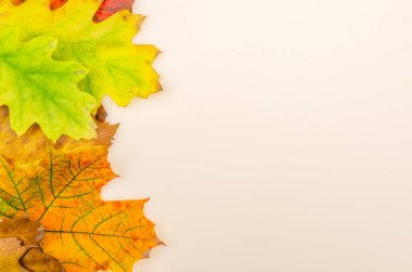 Beyaz arka planda güzel, parlak sonbahar yaprakları ve fotokopi alanı. Kopya alanı ile güzel sonbahar arkaplanı