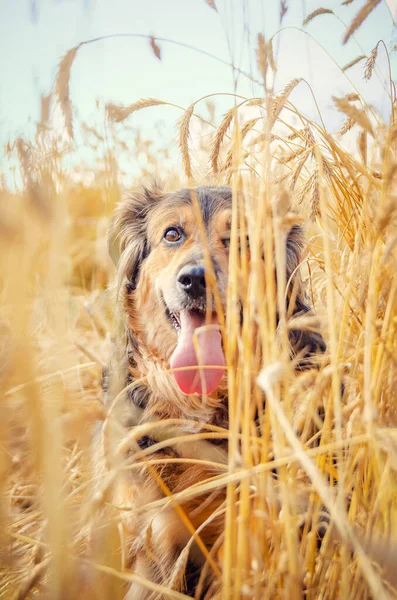 Retrato Hermoso Pastor Alemán Con Lengua Colgando Campo Trigo Día —  Fotos de Stock