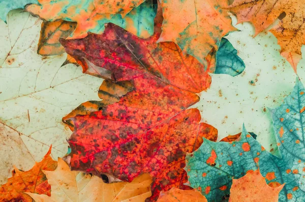 Bel Arrière Plan Belles Feuilles Érable Lumineuses Vue Sur Dessus — Photo