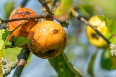 Sonbaharın başında ağaçta çürük elmalar. Elma ağacı ile ilgili sorunlar.